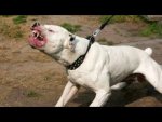 bulldog.jpg
