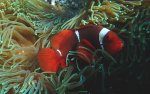 k2157.Vivid_ful.jpg