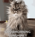 tenor (1).gif
