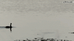 Duck.gif