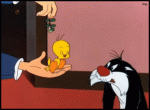 cat.gif