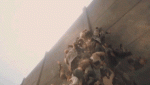 A A.gif
