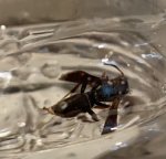 90A14621-9DDB-446B-BC82-5E0E15BE8F99.jpeg