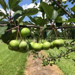 PioneerCrabapple_1000x1000_crop_center.jpg