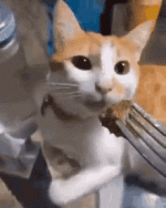 86D50F4D-FCDB-4005-8451-8AC4BEB977E1.gif