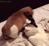 A2 Gip.gif