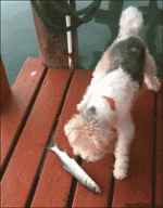 200 (10).gif