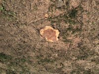 IMG_2096.jpeg