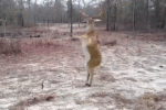 giphy (11).gif