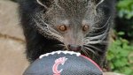 lucy-bearcat-1567111114.jpg