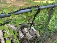 IMG_2133.jpeg