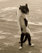 1697518968287.gif