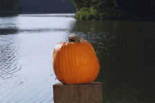 1697839671438.gif