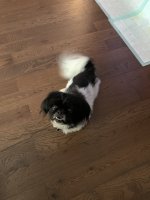 IMG_1531.jpeg