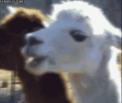 SociableWholeAfricangoldencat-size_restricted.gif