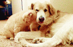 9C84F806-AFFE-4B1A-A2A4-818F47C06066.gif