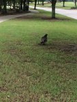 bird 1.jpg
