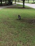 bird 2.jpg