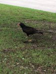 bird 3.jpg