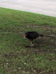 bird 4.jpg