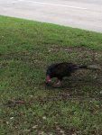bird 5.jpg