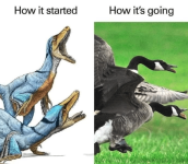 goose-started-s-going.png