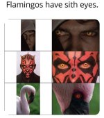 flamingos-have-sith-eyes.jpg