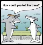 TrannyShark.jpg