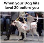person-dog-hits-level-20-before-facebookcomdndmemes-won-ticcx.jpg
