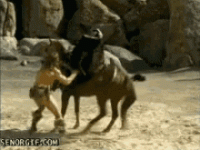 punch-horse.gif