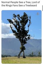 normal-people-see-tree-lord-rings-fans-see-treebeard.jpg