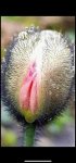 rambutan.jpg