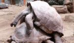 A turtle.gif